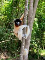 Lemuren in Madagaskar