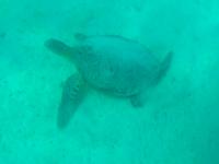 Wasserschildkröten vor Nosy Iranja