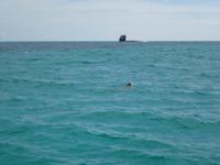 Wasserschildkröten vor Nosy Iranja
