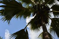 die berühmten Coco de Mer