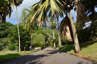 Victoria - botanischer Garten (1)