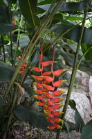 Papageienschnabel im Jardin du Roi