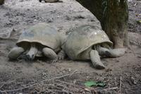 Landschildkröten werden als Haustiere gehalten