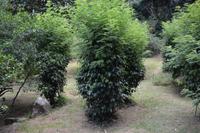 Pfefferpflanzen im Jardin du Roi