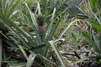 Ananaspflanzen im Jardin du Roi