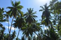 Kokusnussplantage auf La Digue