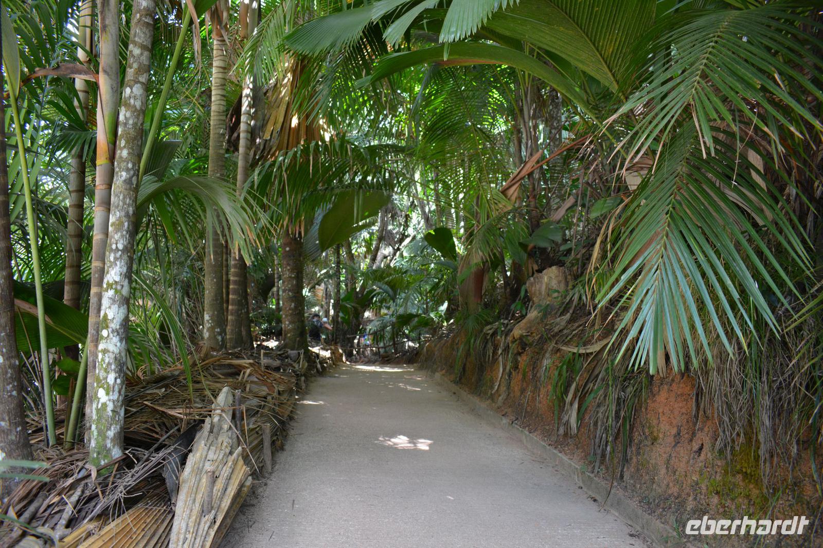 Vallee de Mai auf Praslin (2)