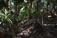 Palmen im Vallee de Mai (1)