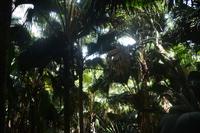 Palmen im Vallee de Mai (2)