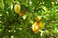 Karambole (Sternfrucht)