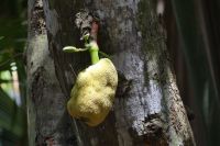 Jackfrucht