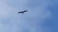 Vogelinsel Cousin, Fregattvogel