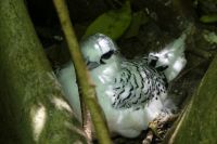 Vogelinsel Cousin, Weißschwanz-Tropikvogel