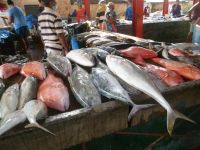 Victoria Markt- Abt. Fisch