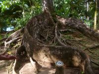 Brettwurzel Mahagonie