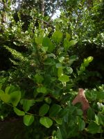 Planzenwelt im Nationalpark