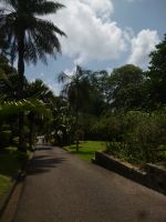 Botanischer Garten Victoria / Mahe