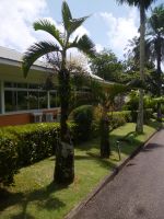 Botanischer Garten Victoria / Mahe