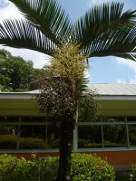 Botanischer Garten Victoria / Mahe