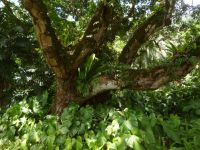 Botanischer Garten Mahe