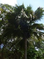 Botanischer Garten Mahe