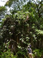 Botanischer Garten Mahe