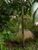 Botanischer Garten Mahe