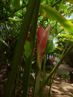 Botanischer Garten Mahe