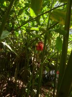 Botanischer Garten Mahe