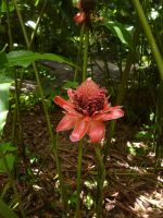 Botanischer Garten Mahe