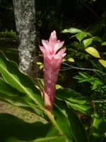 Botanischer Garten Mahe