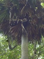 Botanischer Garten Mahe