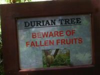 Botanischer Garten Victoria / Mahe