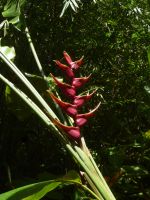 Botanischer Garten Mahe