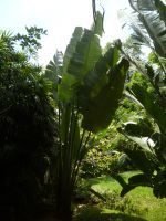 Botanischer Garten Mahe