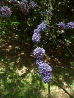 Botanischer Garten Mahe