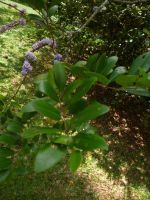 Botanischer Garten Mahe