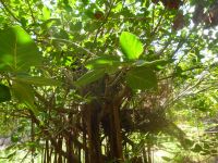 Sister Islands - Grande Soeur