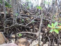 Mangroven Ausflug La Curieuse,0