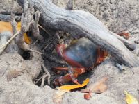 Krabben in den Mangroven