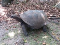 Schildkrötenaufzucht La Curieuse 