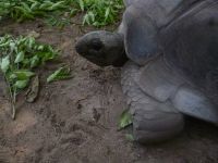 Riesenschildkröten im Union Estate
