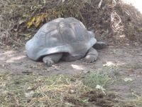 Riesenschildkröten im Union Estate