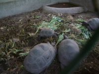 Schildkröten-Gehege