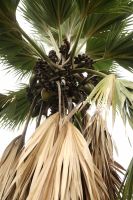 Coco de Mer Palme