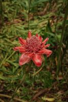 Botanischer Garten Mahe