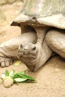 Riesen Landschildkröte