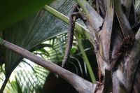 männliche Coco de Mer