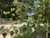 zugegeben: ziemliche große Spinne