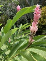 Alpnia purpurata - Roter Ingwer